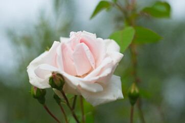 Gentle rose of light pink color growing on bush.