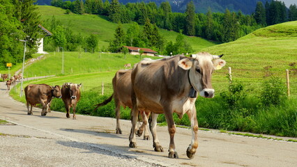 Kuhherde mit Glocken kehrt am Abend von der Alm auf der Straße ins Dorf bei Sonthofen zurück