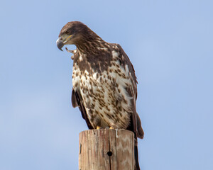 young bald eagle