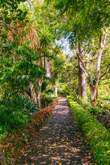 Sendero entre árboles y arbustos 
