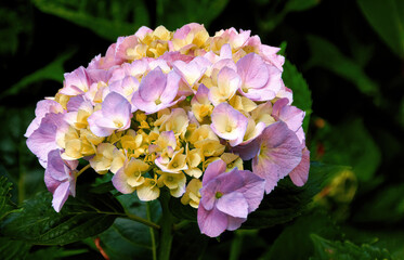 Fototapeta premium Pink hydrangea