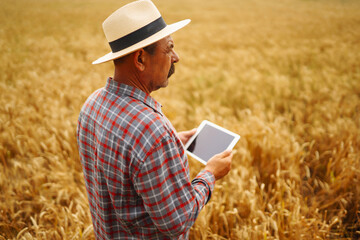 Naklejka na ściany i meble Farmer in the hat checking wheat field progress, holding tablet using internet. Smart farming and digital agriculture.