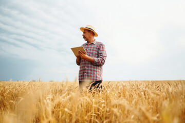 Naklejka na ściany i meble Farmer in the hat checking wheat field progress, holding tablet using internet. Smart farming and digital agriculture.