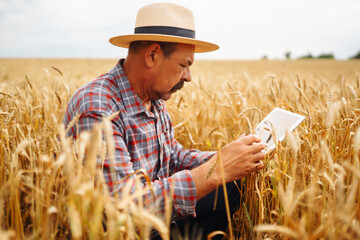 Farmer  in the hat checking wheat field progress, holding tablet using internet. Smart farming and digital agriculture.