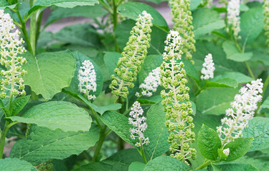 Bloom Phytolacca americana, also known as the American pokeweed is a poisonous, herbaceous, perennial plant.