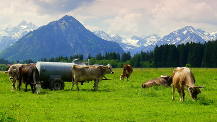 mehrere braune Kühe weiden auf einer grünen Alm vor hohen Bergen mit Schnee bei Oberstdorf