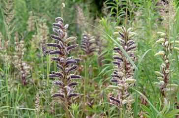 Ripe pods of perennial lupine from the legume family.