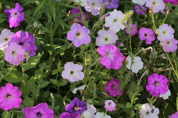 pink and purple flowers