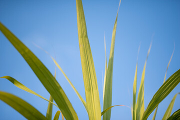 Obraz premium Sugarcane leaves in blue sky background.