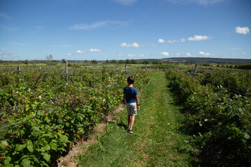 A boy picking raspberries at a u-pick farm. Pick your own raspberries mini farm.