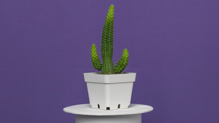 Cactus in a white pot, with a fuchsia background.