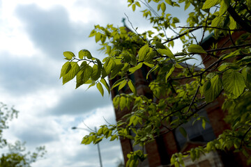 Green Leaf by Church Pilsen Chicago