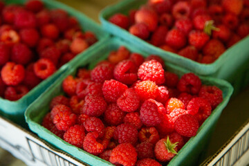 Raspberry u-pick, freshly picked raspberries at the pick your own farm