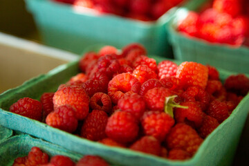 Raspberry u-pick, freshly picked raspberries at the pick your own farm