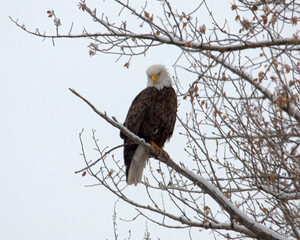 bald eagle in snow