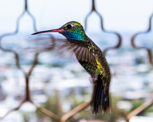hummingbird