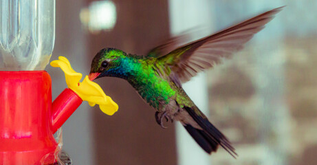 hummingbird © RUBÉN