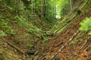 v shaped valley inside of a forest