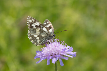 Marbled white (Melanargia galathea).