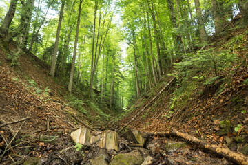 v shaped valley inside of a forest