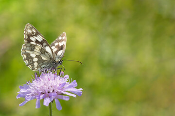 Marbled white (Melanargia galathea).