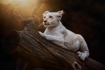 The South African Lion (Panthera leo krugeri) small cube
