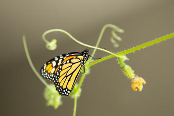 Monarch butterfly inside the house