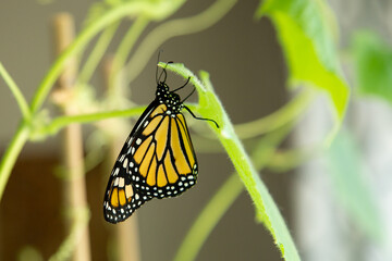 Fototapeta na wymiar Monarch butterfly inside the house