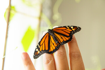 Monarch butterfly inside the house resting on a hand