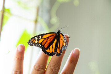 Monarch butterfly inside the house resting on a hand