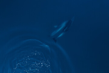 Aerial view of couple bottlenose dolphins in sea. Aquatic animal underwater in sea