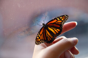 Obraz premium Monarch butterfly inside the house resting on a hand