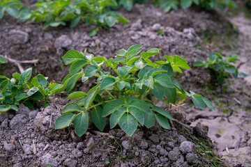 Healthy young potato plant in an organic garden, Young potato plant growing on the soil, Rows of young potato plants on the field.