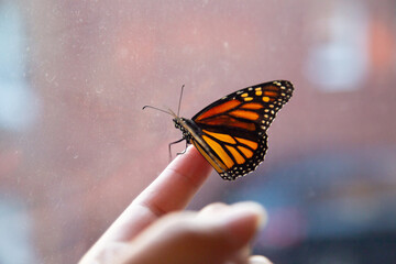Fototapeta na wymiar Monarch butterfly inside the house resting on a hand