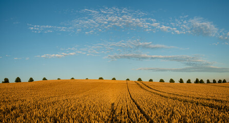 Beautiful fields of ripening grain in the evening sun