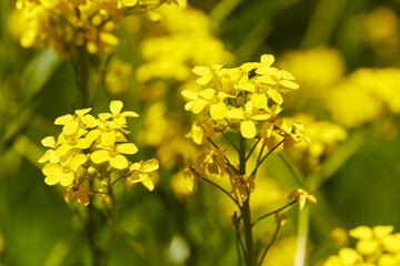 close-up of yellow flowers on a blurry background