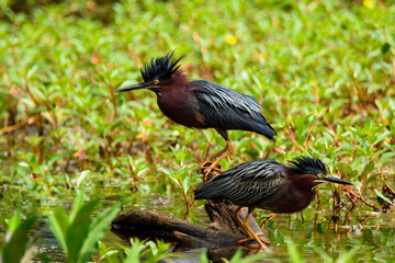 Pair Of Green Herons  Perched On Tree Limb-1550