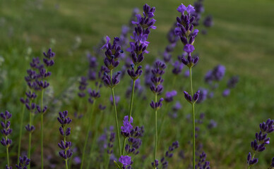 Bright delicate purple lavender sprigs on a blurred background of a summer green garden. Natural background.