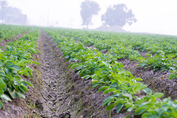 Healthy young potato plant in an organic garden, Young potato plant growing on the soil, Rows of young potato plants on the field.