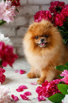 Pomeranian in peony flowers. Pomeranian dog sitting in flowers on beautiful background. Greeting card with dog