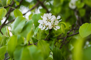 beautiful flowers on an apple tree branch on a background of blurred garden. Selective focus