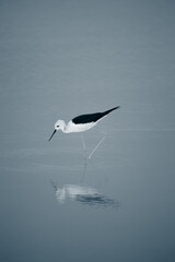 reflection 