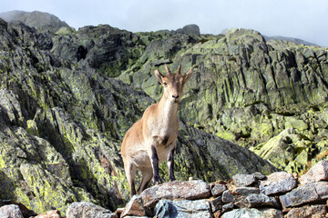 Mountain goat at the top of a peak