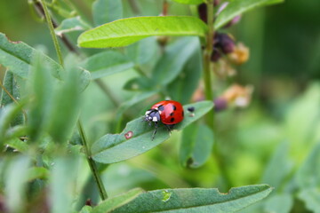 Ladybug on the leaves