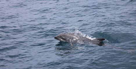 Obraz premium dolphin in the water, bottlenose