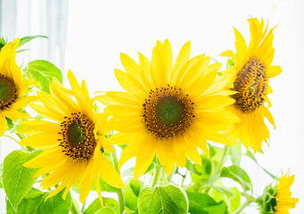 Obraz premium 部屋に飾った向日葵の切り花