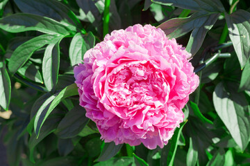 Pink peony flower at the garden at summer time. Beautiful peonies background in vintage style. close-up.