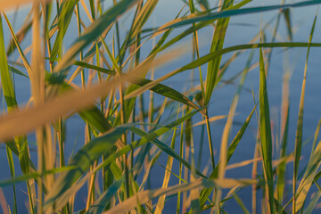 Green cane leaves, there is a place for text. On a background of water