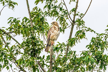 Red-Tailed Hawk In The Tree
