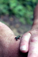 A Tiny Frog Resting on Your Hands